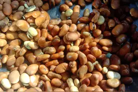 豆瓣酱中的绿霉，是黄曲霉毒素吗？图片