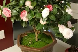 6种年宵花，天生不怕冷，吉吉利利，爱开花，养成大老桩更值钱图片