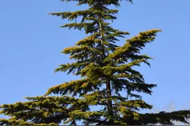 江苏13个地级市都有市树、市花，你知道都是何时确立的吗？图片