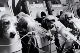 吸烟真有害吗？英国烟草公司对48只狗狗实验，3年每天抽掉100根图片