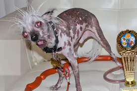 这6种狗“没人收养”的话，真的很难活下去图片