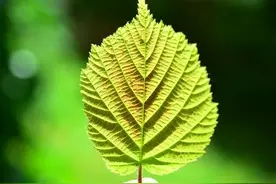 梦到去世的亲人、朋友，多半是这三种暗示图片