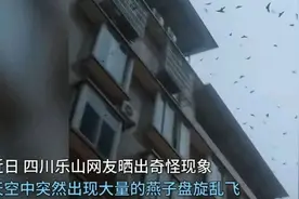 乐山成群燕子持续4天盘旋低飞，叫声惊恐原因成谜引热议图片