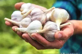 买大蒜，要分清“紫皮蒜，白皮蒜”，差别很大，搞懂再买不吃亏图片