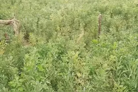 河南16岁女孩遇害22年后，嫌犯一审获死缓图片