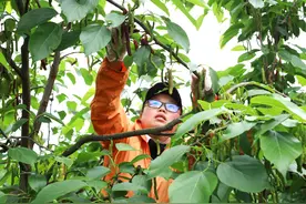 最长18厘米！这种桑葚果，你吃过吗？图片