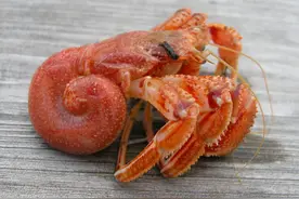 小了要换，破了要换，还会去抢别人的，为何寄居蟹一生都在换房？图片