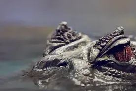 从150只到遍布河岸，扬子鳄曾为濒危国宝，为何现在局部泛滥？图片