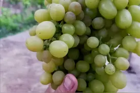 现在葡萄大小粒还有的治吗？图片