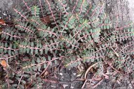 在田野里，有1种“乳汁草”被踩踏，如今却是“药草”，请珍惜图片