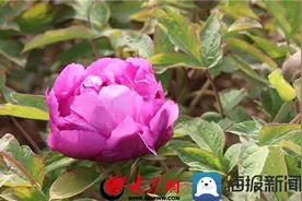 最新消息！清明期间，曹州牡丹园可入园赏花！仅接待低风险地区游客！图片