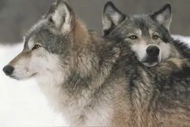 狼到底有多凶猛？一个手持铁棍的成年男子，能斗得过一头狼吗？图片