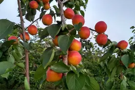 杏树的习性、生长环境、养殖技巧、注意问题图片