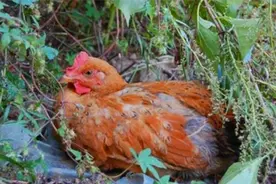 老头杀鸡时掏出“蛋黄”，专家说可值千万图片