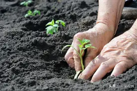 农村老人说，“明年两个春，寡妇遍地分”，癸卯年为啥叫孤鸾年？图片