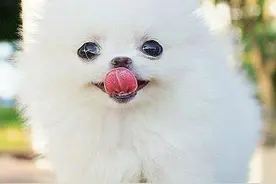 可爱小狗图片图片