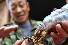 蜈蚣是害虫吗？一到夏天，农村就有人去山里抓蜈蚣，有啥用？图片