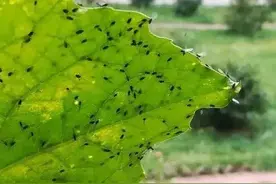 养花有小黑飞？6个小妙招，轻松根除小飞虫，花草干净心里美图片