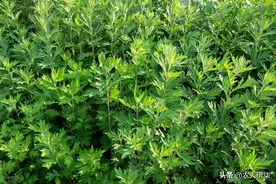 十个种艾九个富！艾草种植收益怎么样？种植艾草有什么注意事项？图片