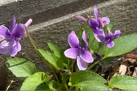 关于重复发文，删文，审核不通过，审核时间长的一些问题的答案图片