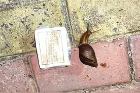 路边看见这种大蜗牛，千万别碰！海南省疾控中心：系外来入侵物种，危害极大图片