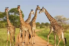 站着睡觉，踢飞狮子，品尝尿液找配偶，凶猛的长颈鹿是如何交配的图片