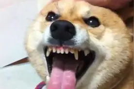 我们摸狗狗头时，为何会被咬手？在狗狗眼中意味着什么图片