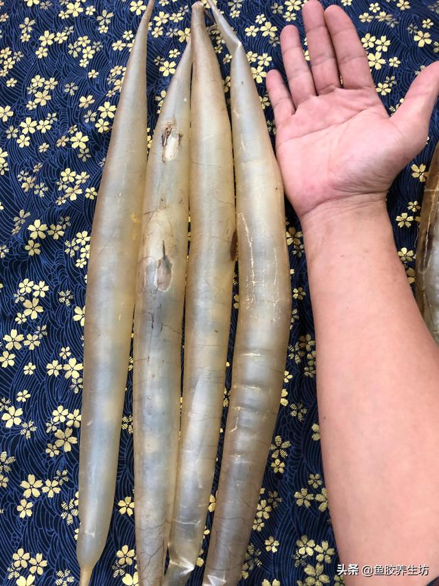 白鳗胶功效 2026年白鳗鱼的功效