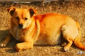 民间故事：主人搬迁六年了 大黄还在坚持等待 狗的世界里只有一个家图片