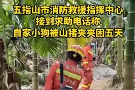 狗狗被野猪夹夹住，痛得5天5夜不吃不喝，惨叫不停图片