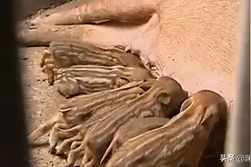 安徽村民家中母猪半夜惨叫，无人工配种，三个月后却产下怪异小猪图片