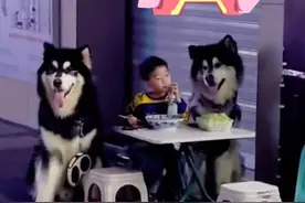 重庆小男孩路边吃东西，两只阿拉斯加大犬左右“护驾”，保护男孩图片