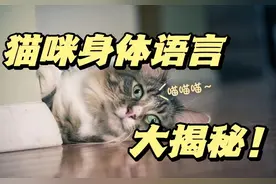 猫咪的身体语言大揭秘！新手也能读懂猫咪的心图片