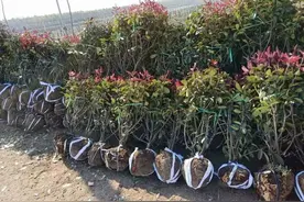 苗木移栽季到来，这些方法一定要掌握图片