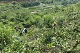 笑“麻”了！云南文山市1500亩青花椒丰收图片