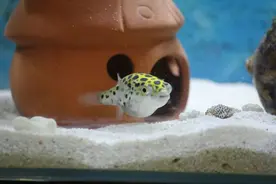 我买了两条鱼图片