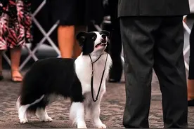 边境牧羊犬原来这么“可怕”，网友：不敢养了图片