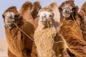 《骆驼祥子》第一到第八章故事情节概括图片