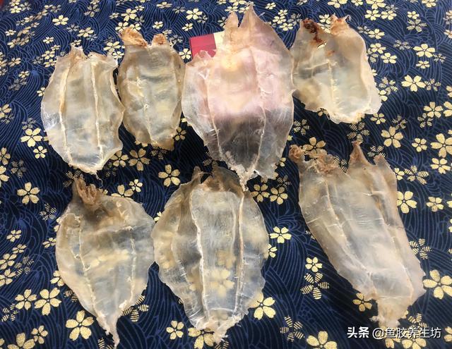 大口母鱼胶的功效 2026年大口母鱼胶的功效与禁忌 大口母鱼胶的功效 2026年大口母鱼胶的功效与禁忌