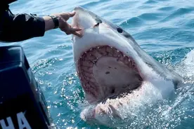 2023年大白鲨全球首杀！一口咬下潜水员的头，大白鲨有多可怕？图片