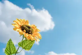 宣讲家评论：劳动创造历史 劳动成就未来图片