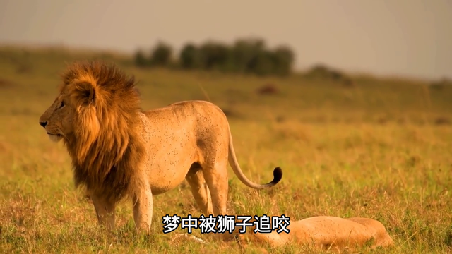 梦到被狮子追咬预示什么征兆#雄狮