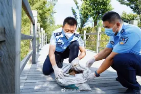 万只中华大蟾蜍获救“回家”已有13万只被杀流入餐馆图片