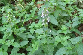 山上一种植物，人称“地下黄金”，功能与冬虫夏草相当，你可见过图片