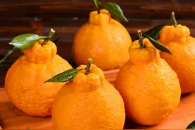 丑橘是转基因水果吗？如何区别丑橘和粑粑柑？不要买错了图片