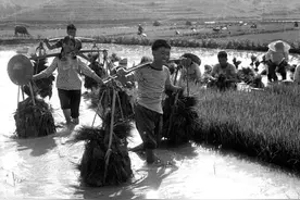 知青插队轶事图片