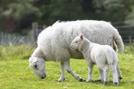 口蹄疫疫苗三不打，怀孕和哺乳羊正确防疫流程图片