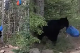 加拿大徒步胜地惊现黑熊偷包 突破防熊措施 登山客全吓傻：要成精了图片