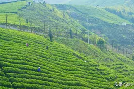 【贵州十强农产品区域公用品牌】都匀毛尖图片