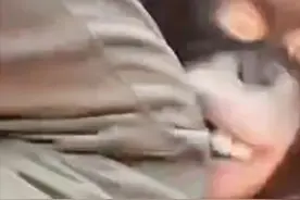 直播时饲养员用膝盖暴击猩猩脸，理性思考，动物园有存在必要吗？图片